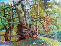 "Deep in a Perthshire Wood" by Margaret Cummins