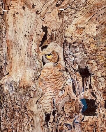 "Hidden owl" by Karen Birch