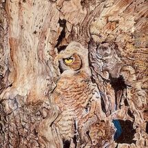 "Hidden owl" by Karen Birch