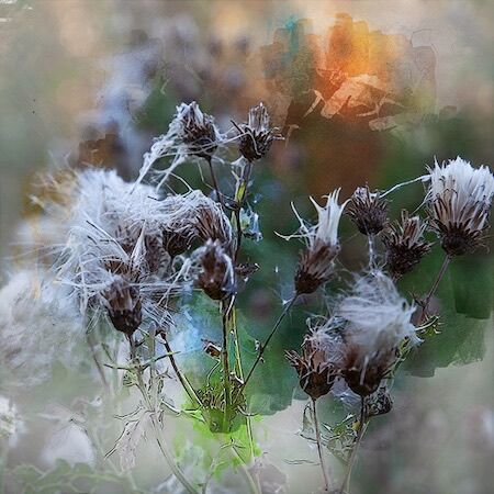 Whisper of Silver Thistles