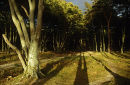 Darss Forest, Baltic Coast, Germany.