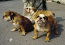Bulldogs Kopie