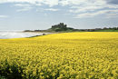 Bamburgh Castle and rape seed field, Northumberland.