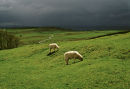 Lambs grazing before an oncoming thunderstorm, Northumberland.
