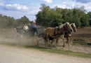 Tourist transport on the Lüneburger Heide.