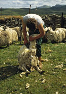 Shep shearing on the Isle of Skye, Scotland.