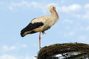 White Stork (ciconia ciconia) on artificial nesting stand.
