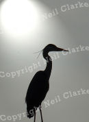 EVENING_HERON