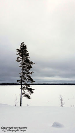Lonely tree