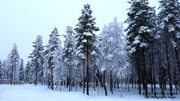 Finnish Forest