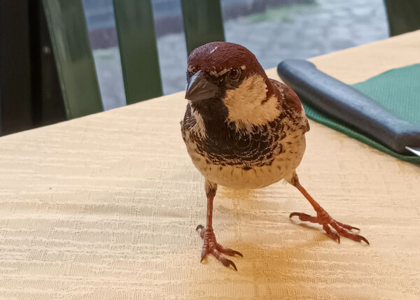 Cheeky Italian Sparrow