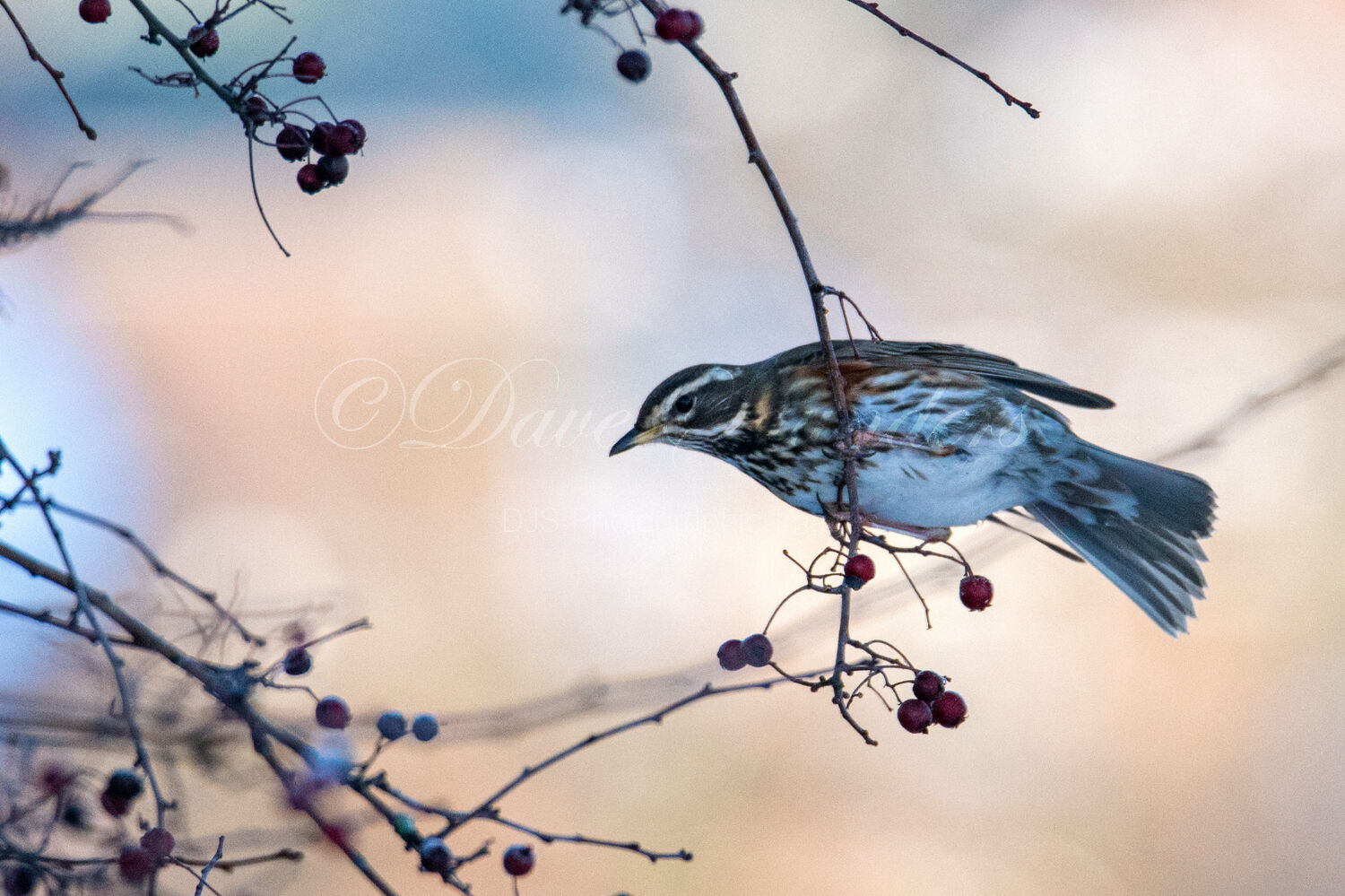 Redwing
