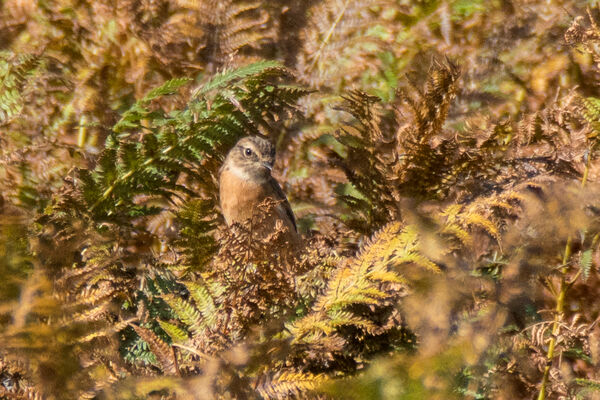 Female Stonechat