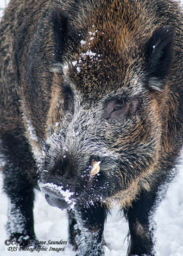 Wild Boar