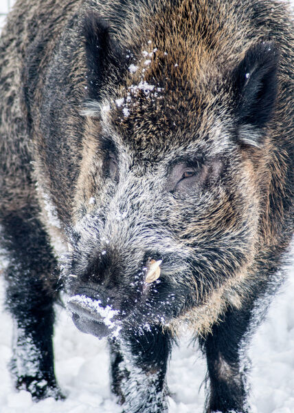 Wild Boar
