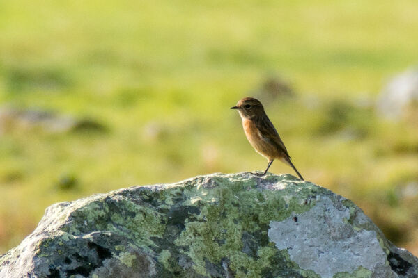 Female Stonechat