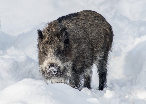 Wild Boar