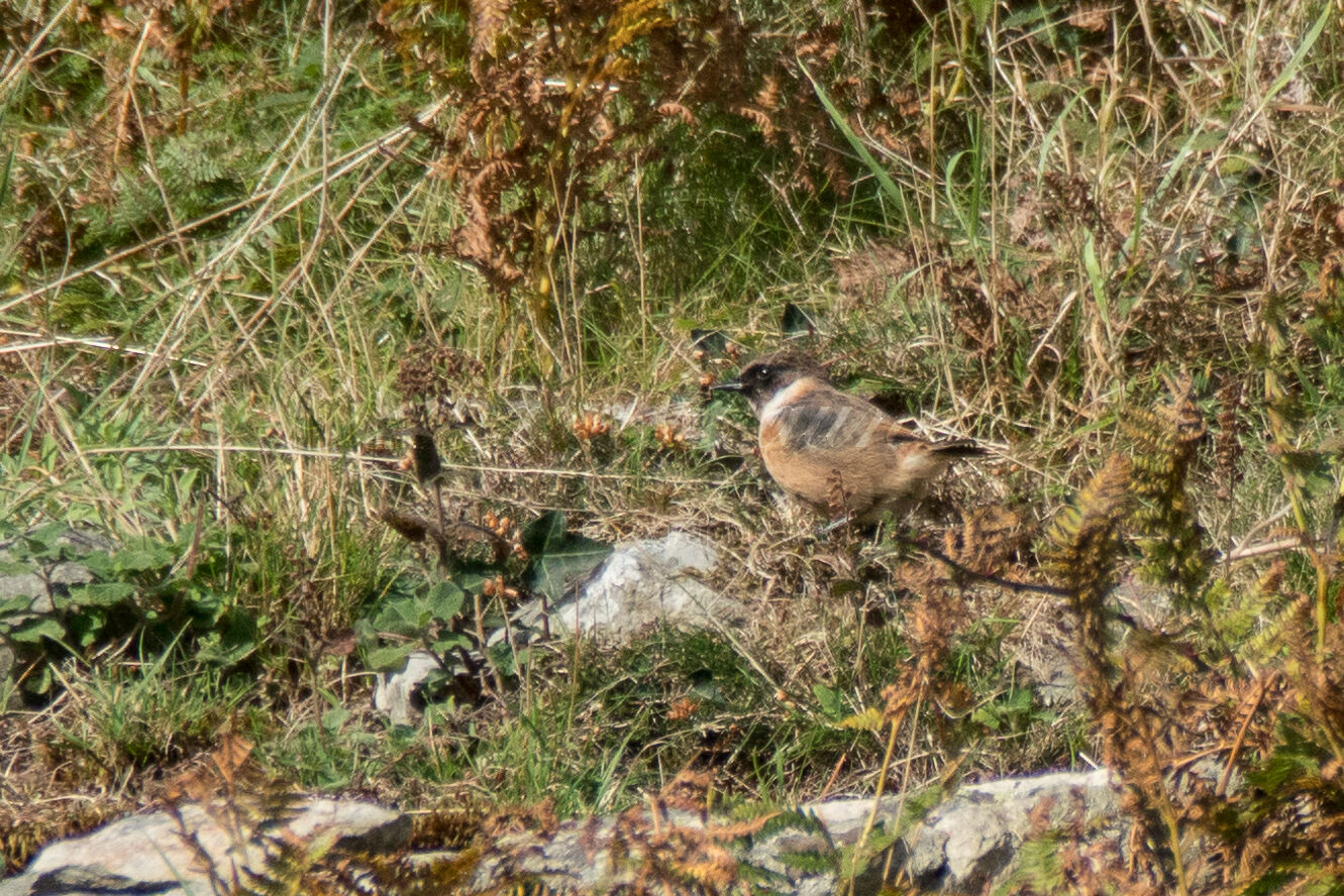 Male Stonechat