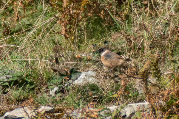 Male Stonechat