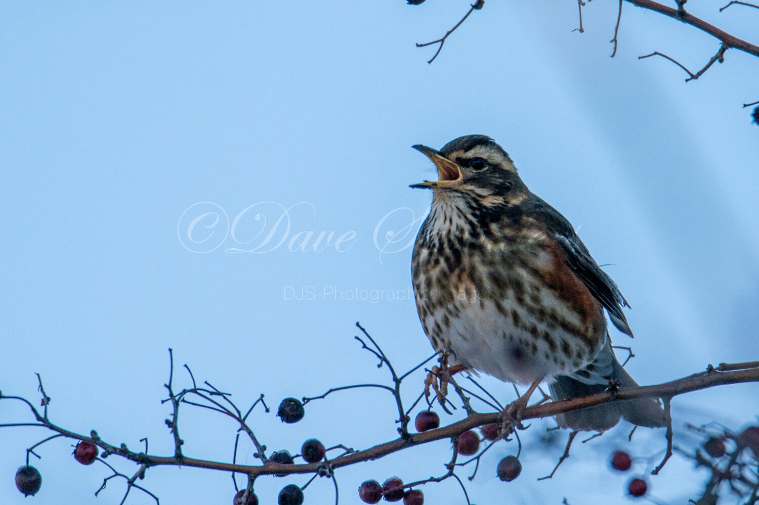 Redwing