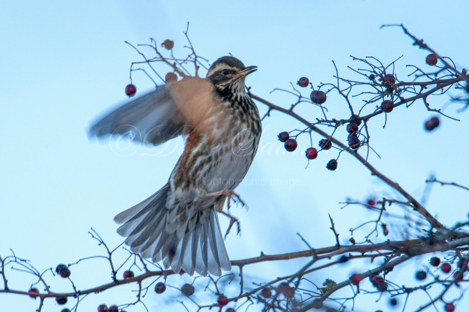 Redwing