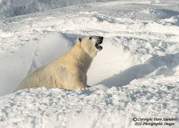 Polar Bear