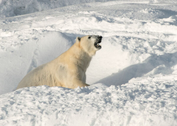 Polar Bear