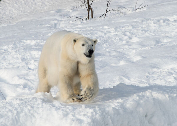 Polar Bear