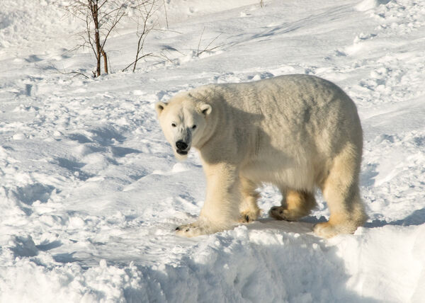Polar Bear