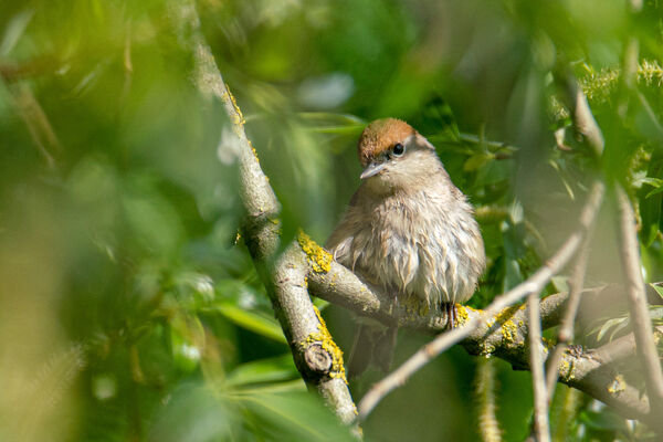 Blackcap (Female)