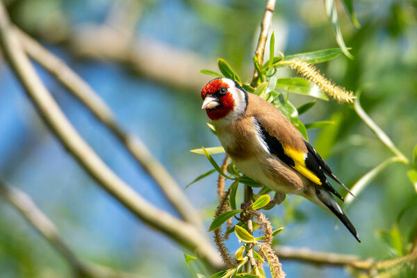Goldfinch