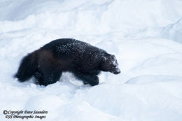 Wolverine