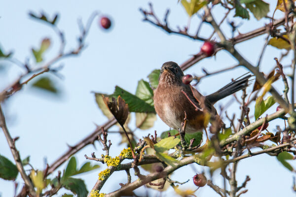 Dartford Warbler