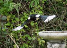 Magpie in flight