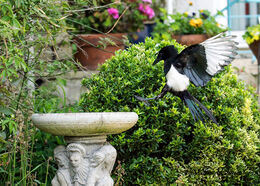 Magpie