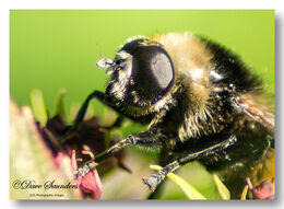 Field cuckoo bumblebee (Bombus campestris) Male