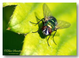 Green Parasitic Fly (Gymnocheta viridis)