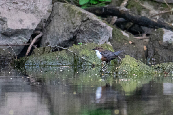 Dipper