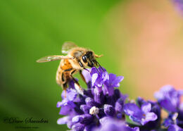 Honey Bee