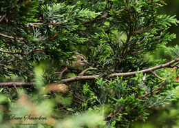 Goldcrest