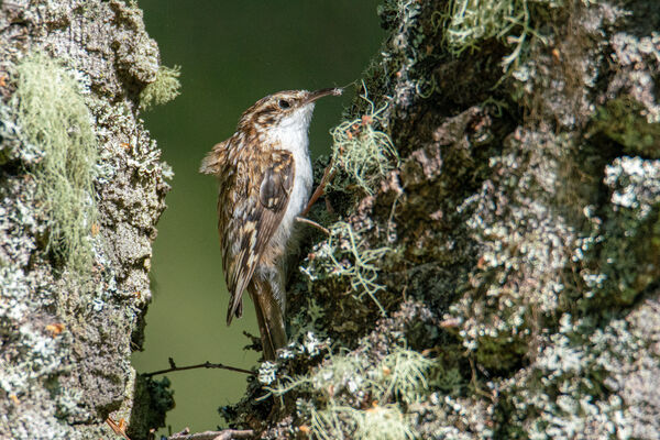 Tree Creeper