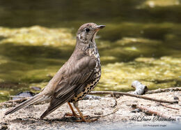 Mistle Thrush