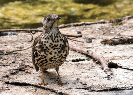 Mistle Thrush
