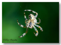 Garden Spider