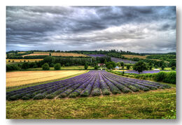 Kent Lavender Fields