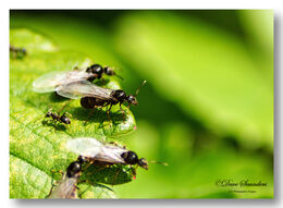 Flying Ants