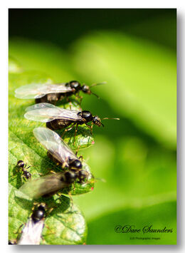 Flying Ants