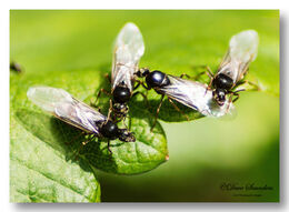 Flying Ants