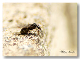 Flying Ant
