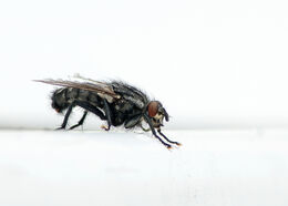 House Fly Polietes lardarius